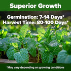 HOME GROWN Non GMO Peppermint Seeds Pack 2, 370 Heirloom Mint Seeds - Image 5