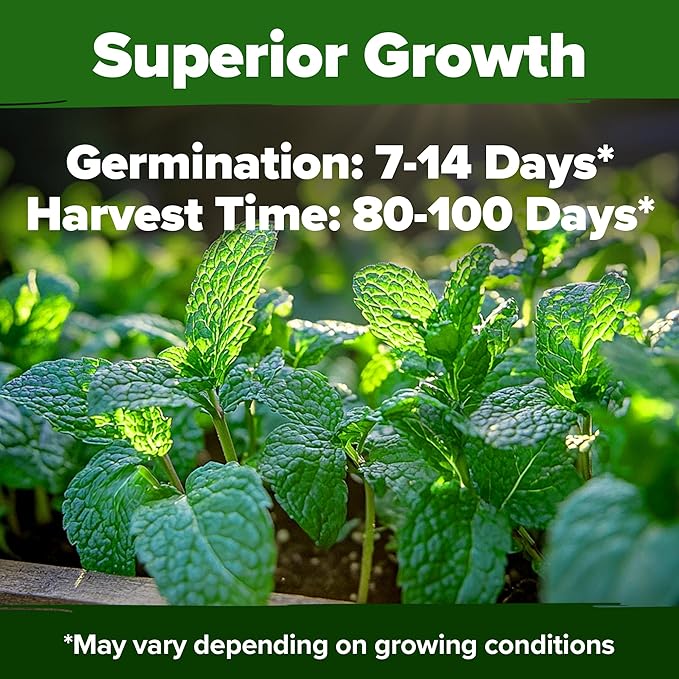HOME GROWN Non GMO Peppermint Seeds Pack 2, 370 Heirloom Mint Seeds - Image 5