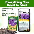 HOME GROWN Aubrieta Rock Cress Purple, Flowering Ground Cover Seed Pack - Image 8
