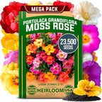 HOME GROWN 23, 500+ Moss Rose Seeds Annual Flower by HOMEGROWN