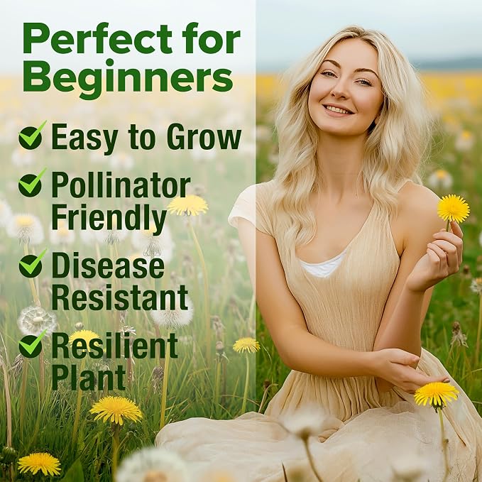 HOME GROWN Dandelion Seeds for Planting 600 Heirloom Medicinal Herb Seeds Non - Image 4
