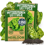 HOME GROWN Buttercrunch Lettuce Seeds 3950+ Bulk Pack Heirloom Non-GMO by HOMEGROWN