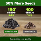 HOME GROWN Chocolate Cherry Sunflower Seeds – 150 Heirloom Non-GMO Seeds – - Image 6