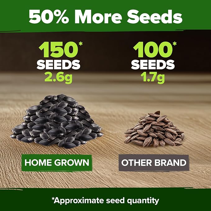 HOME GROWN Chocolate Cherry Sunflower Seeds – 150 Heirloom Non-GMO Seeds – - Image 6