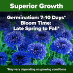 HOME GROWN Bachelor Button Seeds Tall Blue - Image 5