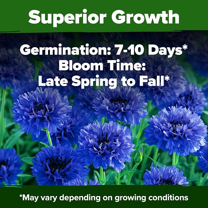 HOME GROWN Bachelor Button Seeds Tall Blue - Image 5