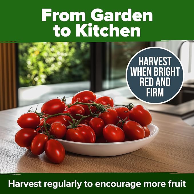 HOME GROWN San Marzano Tomato Seeds 66+ Heirloom Non-GMO Seeds - Image 8