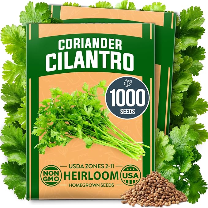 HOME GROWN 1000+ Cilantro Seeds by HOMEGROWN