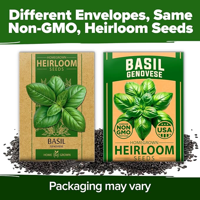 HOME GROWN Non GMO Genovese Basil Seeds Pack 1, 750+ High Germination Heirloom - Image 9