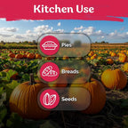 KVITER 25 Big Max Pumpkin Seeds - Image 6