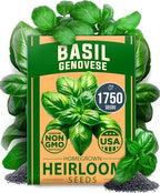 HOME GROWN Non GMO Genovese Basil Seeds Pack 1, 750+ High Germination Heirloom by HOMEGROWN