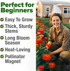 HOME GROWN Will Rogers Zinnia Seeds - Image 5