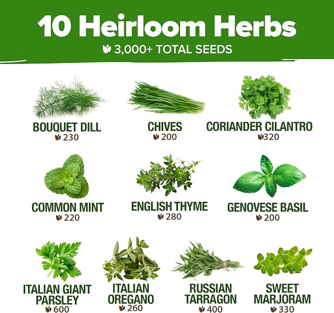 HOME GROWN 10 Herb Seeds for Planting 3, 000+ Non-GMO Heirloom Seeds | Extra - Image 3