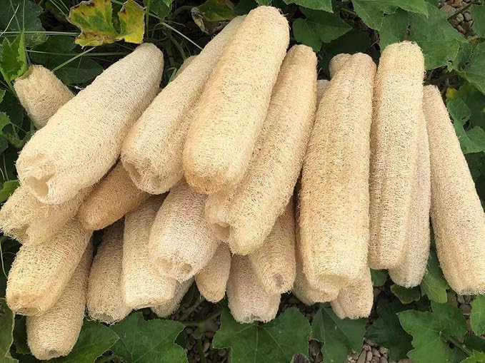 Natural Loofah Sponges Organic Luffa Bath Shower Sponge Exfoliating Body Back - Image 9
