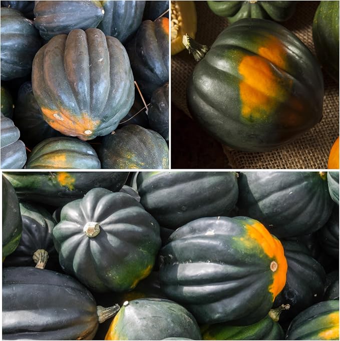 Seed Needs, Table King Acorn Winter Squash Seeds - Image 3
