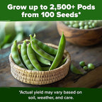 HOME GROWN Organic Cascadia Snap Pea Seeds 100+ Heirloom Non-GMO Seeds - Image 7