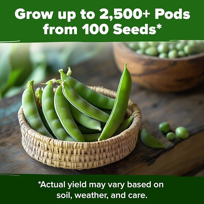 HOME GROWN Organic Cascadia Snap Pea Seeds 100+ Heirloom Non-GMO Seeds - Image 7