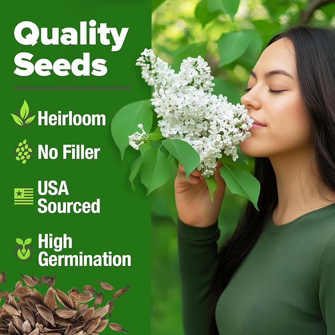 HOME GROWN 53 White Lilac Flower Seeds Non-GMO, Heirloom Tree Seeds - Image 2