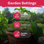 KVITER 150 Straight Eight Cucumber Seeds - Image 6
