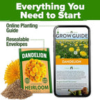 HOME GROWN Dandelion Seeds for Planting 600 Heirloom Medicinal Herb Seeds Non - Image 7