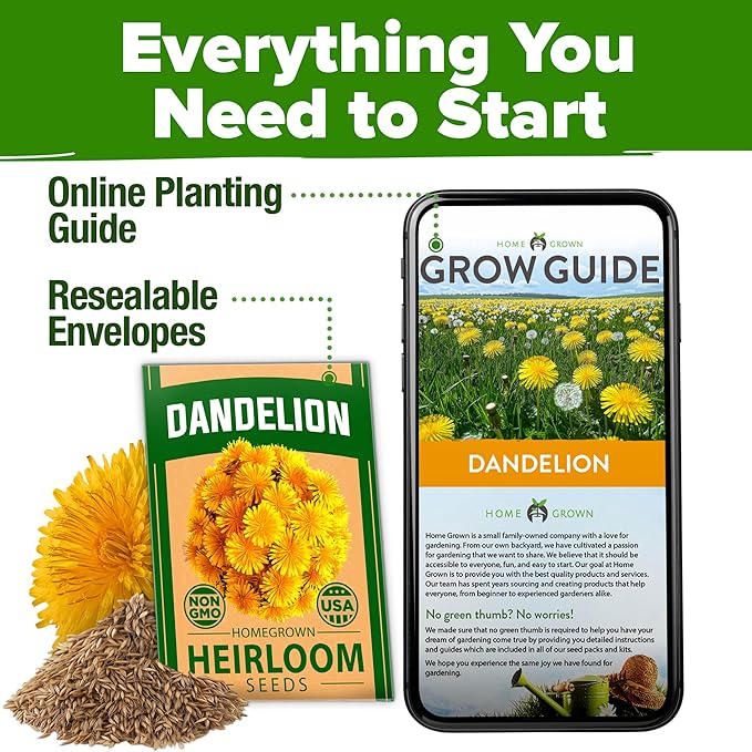 HOME GROWN Dandelion Seeds for Planting 600 Heirloom Medicinal Herb Seeds Non - Image 7