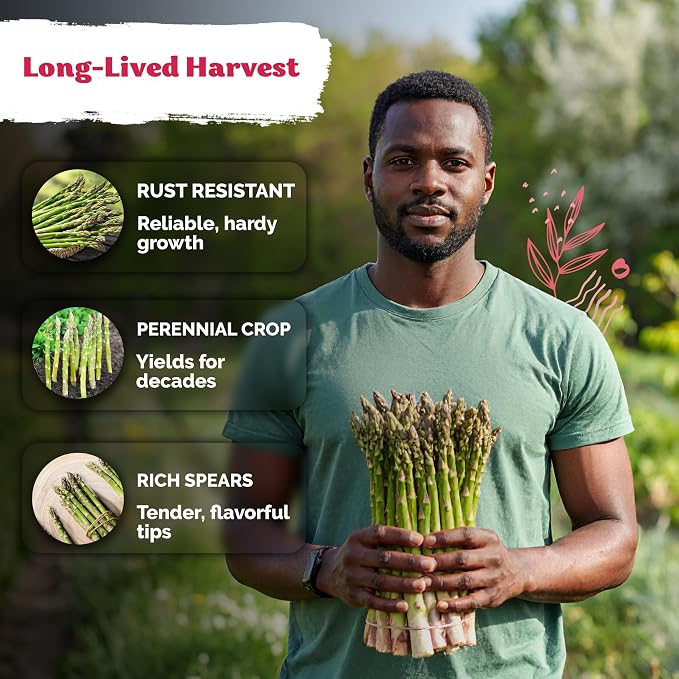 KVITER 100 Mary Washington Asparagus Seeds – Heirloom Non GMO Asparagas Seed - Image 3