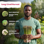 KVITER 100 Mary Washington Asparagus Seeds – Heirloom Non GMO Asparagas Seed - Image 3