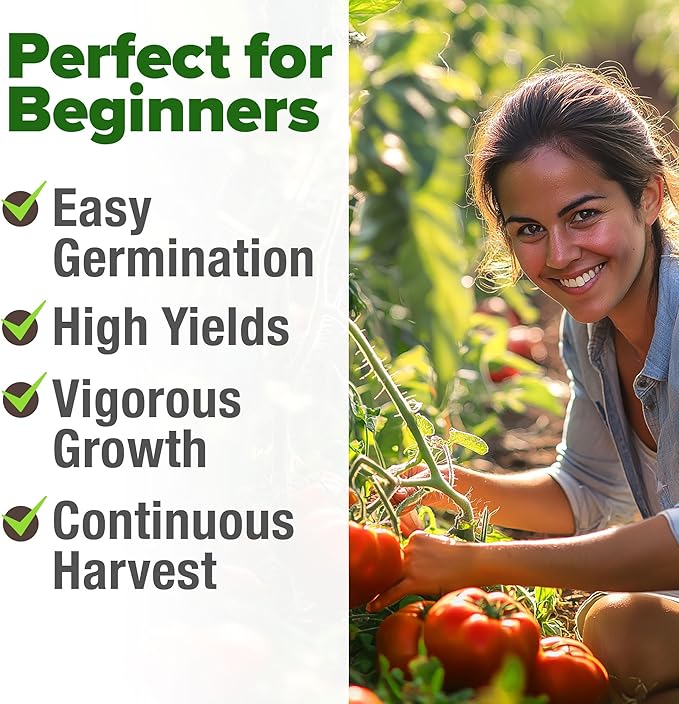 HOME GROWN Beefsteak Tomato Seeds 300+ Heirloom Non-GMO Seeds - Image 5