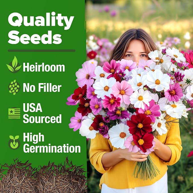HOME GROWN Cosmos Flower Seeds Bulk Pack - Image 6