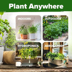 HOME GROWN Non GMO 500+ Cilantro Seeds Heirloom Coriander Seeds - Image 4