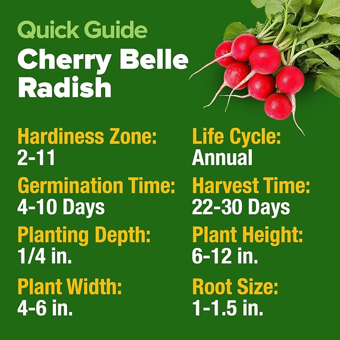 HOME GROWN Cherry Belle Radish Seeds 800+ Heirloom Non-GMO Seeds - Image 5