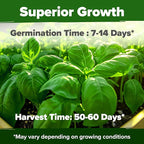 HOME GROWN Genovese Basil Seeds 2 Pack - Image 5
