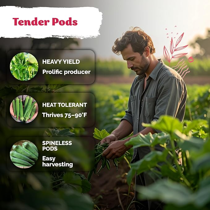KVITER 125 Clemson Spineless 80 Okra Seeds - Image 4