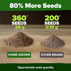 HOME GROWN Non GMO Culantro Seeds 360 Herb Seeds - Image 3
