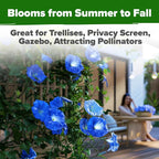 HOME GROWN Heavenly Blue Morning Glory - Image 6