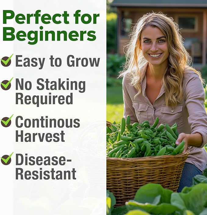 HOME GROWN Organic Cascadia Snap Pea Seeds 100+ Heirloom Non-GMO Seeds - Image 5