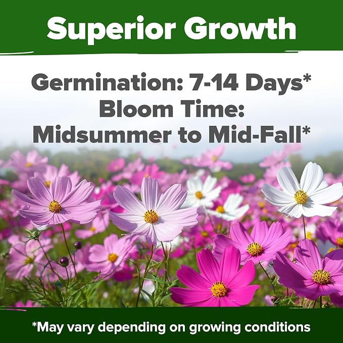 HOME GROWN Cosmos Flower Seeds Bulk Pack - Image 5