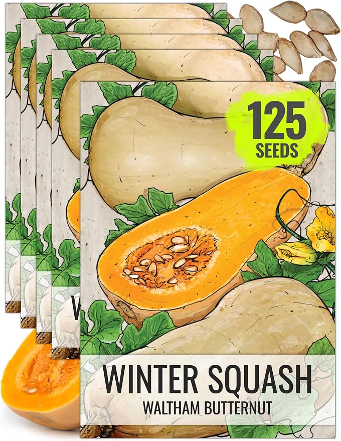 Seed Needs Waltham Butternut Squash Seeds by SeedNeeds