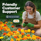 HOME GROWN Petite French Marigold Seeds 658 Flower Seeds - Image 8