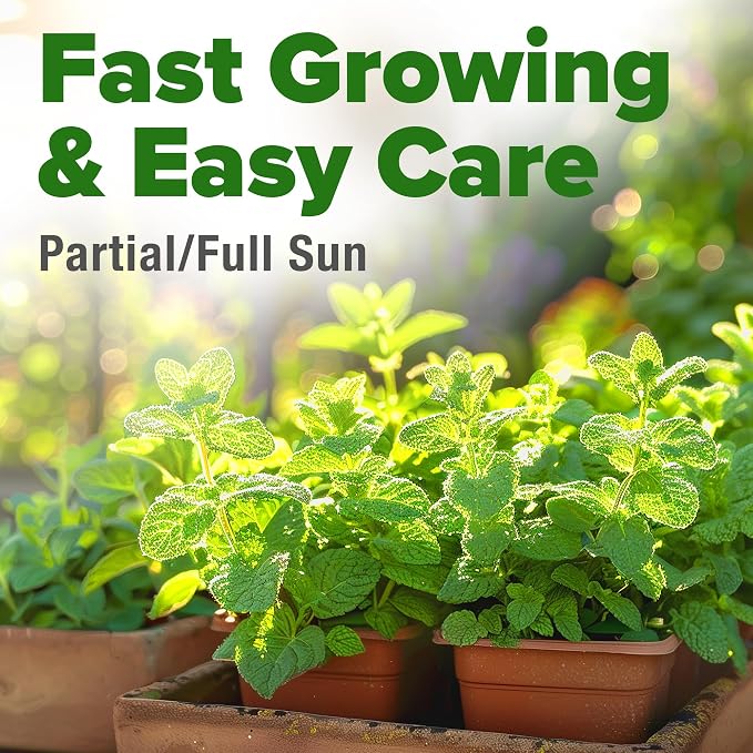 HOME GROWN Non GMO Common Mint Seeds 1, 800 Heirloom Herb Seeds, USA Sourced | - Image 5