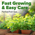 HOME GROWN Premium Common Mint Seeds 3, 600 Heirloom Herb Seeds, USA Sourced | - Image 5