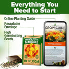 HOME GROWN Petite French Marigold Seeds 658 Flower Seeds - Image 7