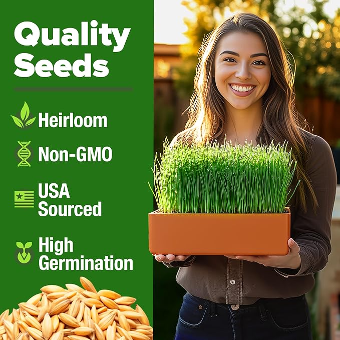 HOME GROWN Hard Red Winter Wheatgrass Seeds 12, 000+ Bulk 1.5 lb Heirloom - Image 2