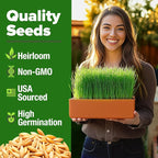 HOME GROWN Hard Red Winter Wheatgrass Seeds 12, 000+ Bulk 1.5 lb Heirloom - Image 2