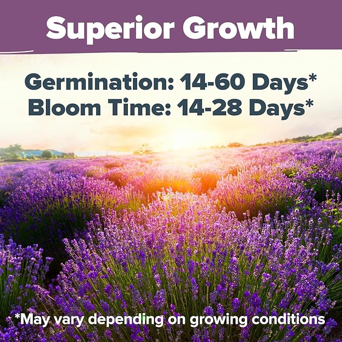 HOME GROWN Premium English Lavender Seeds -1, 300 Herb Seeds, Wildflower Seed - Image 2