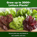 HOME GROWN Lettuce Seeds 5 Variety Mix 3950+ Bulk Pack Heirloom Non-GMO - Image 6