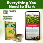 HOME GROWN Organic Cascadia Snap Pea Seeds 100+ Heirloom Non-GMO Seeds - Image 9
