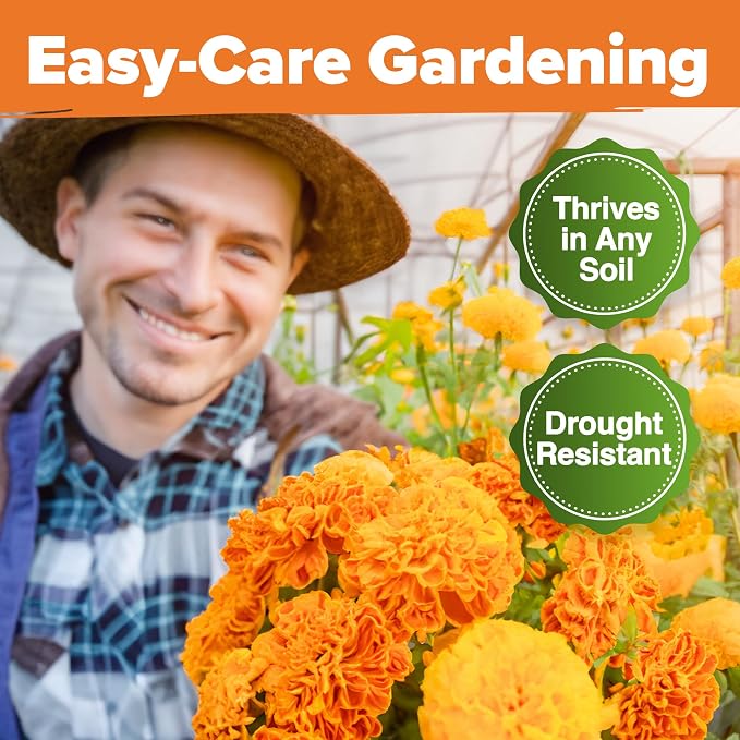 HOME GROWN Crackerjack Marigold Seeds | 4 oz / 35, 000 Flower Seeds Planting - Image 6
