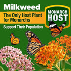 HOME GROWN Premium Monarch Butterfly Wildflower Seeds Mix - Image 3
