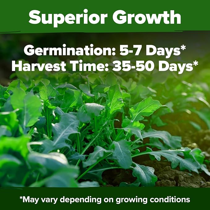 HOME GROWN Arugula Roquette Seeds 2, 175+ Heirloom Non-GMO Seeds - Image 6